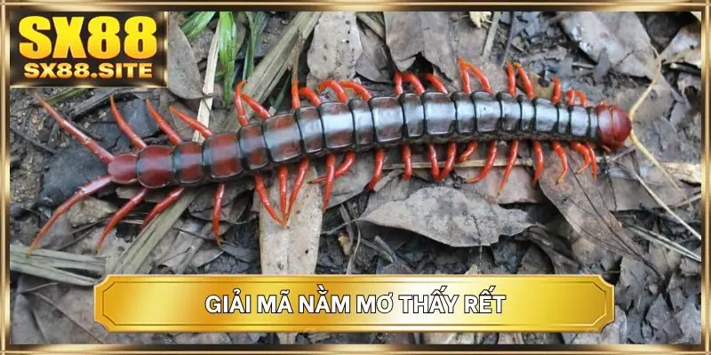 Giải mã nằm mơ thấy rết